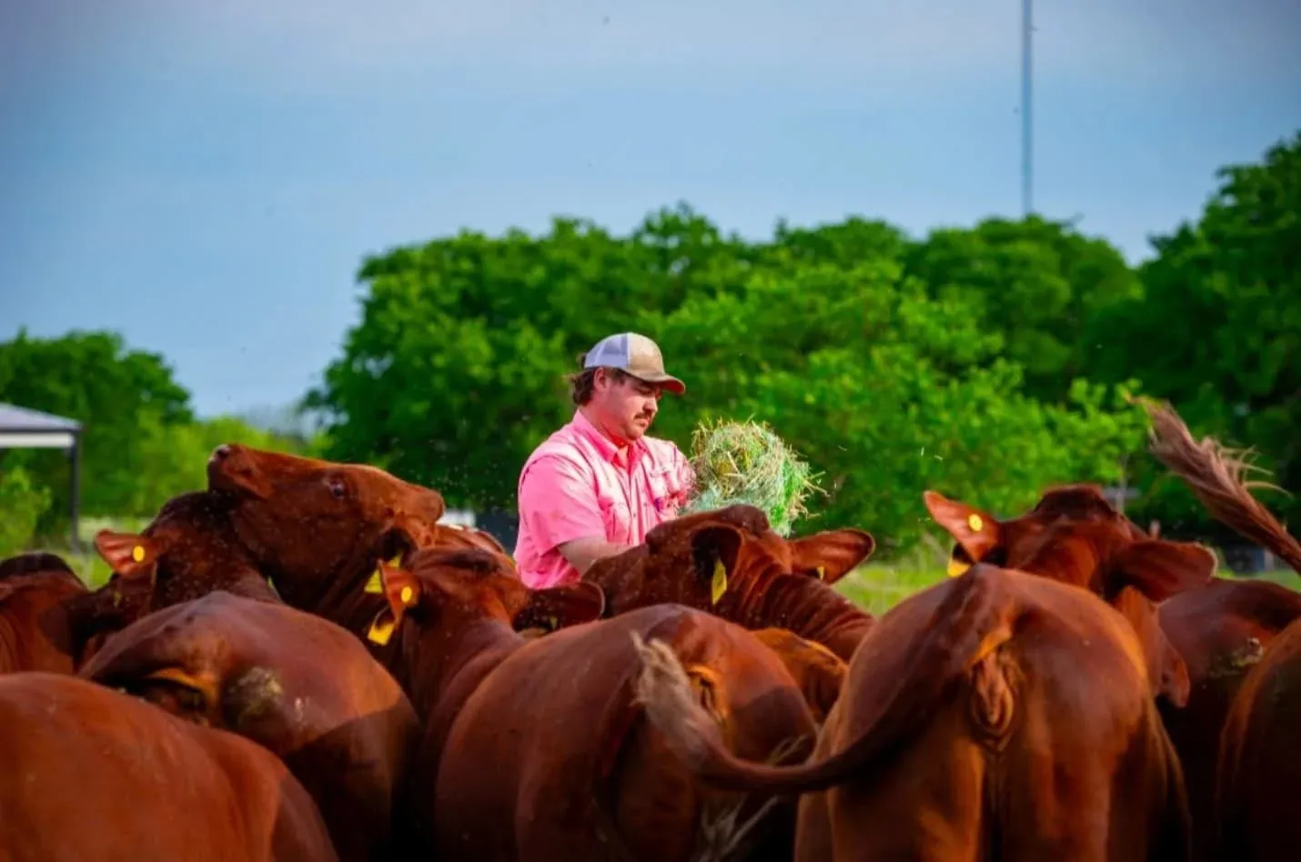Matt feeding hay to a herd of deep-red Santa Gertrudis cattle