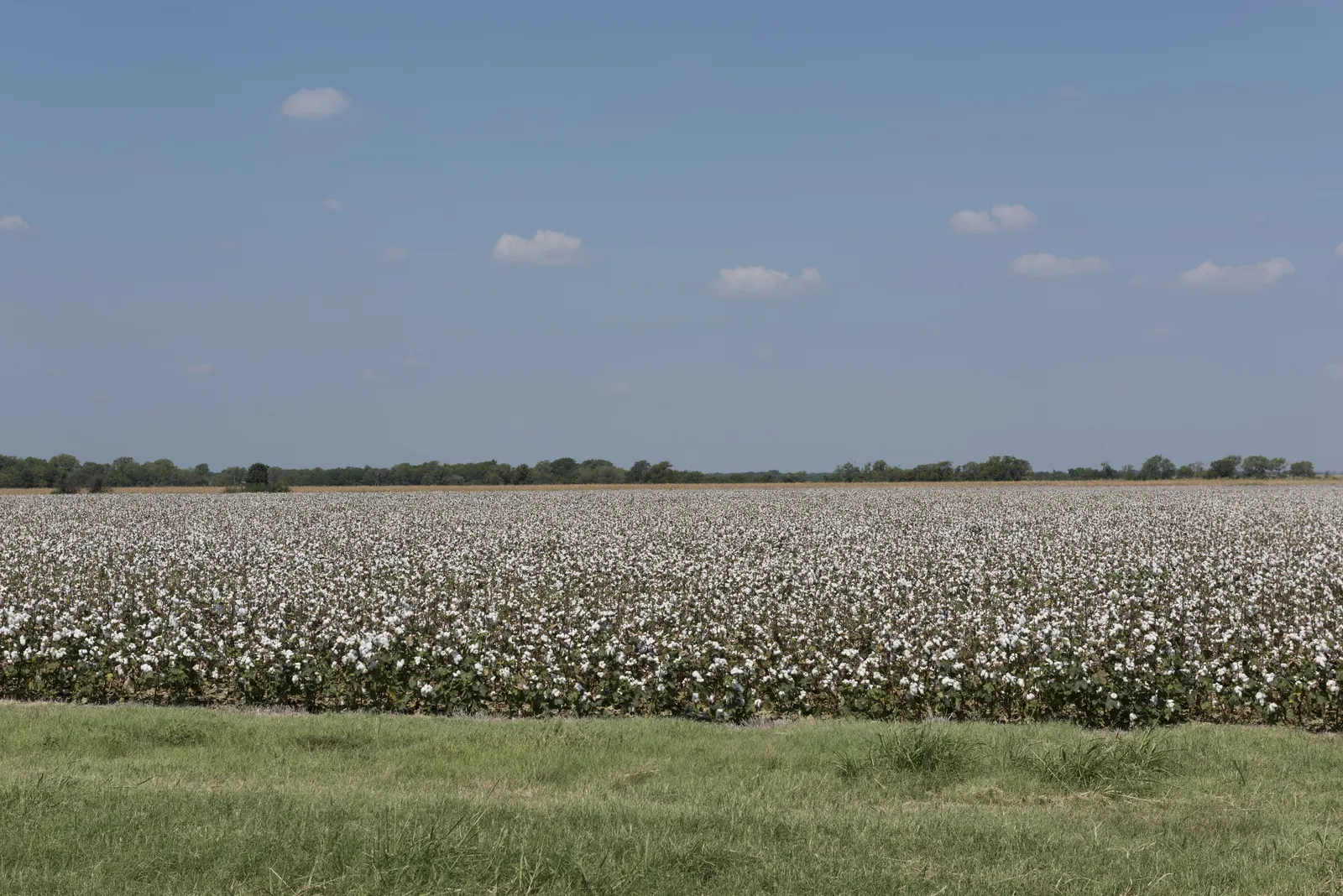 A cotton field ready for harvest on the Blackland Prairie near Waxahachie